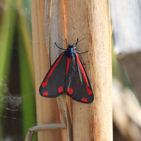 Tyria jacobaeae (Cinnabar).JPG